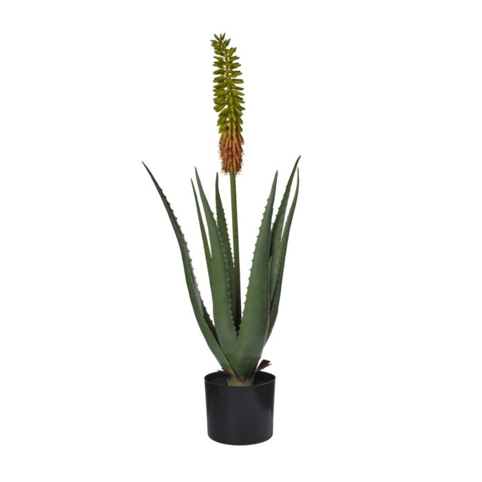 PIANTA ALOE C9 FOGLIE CM85